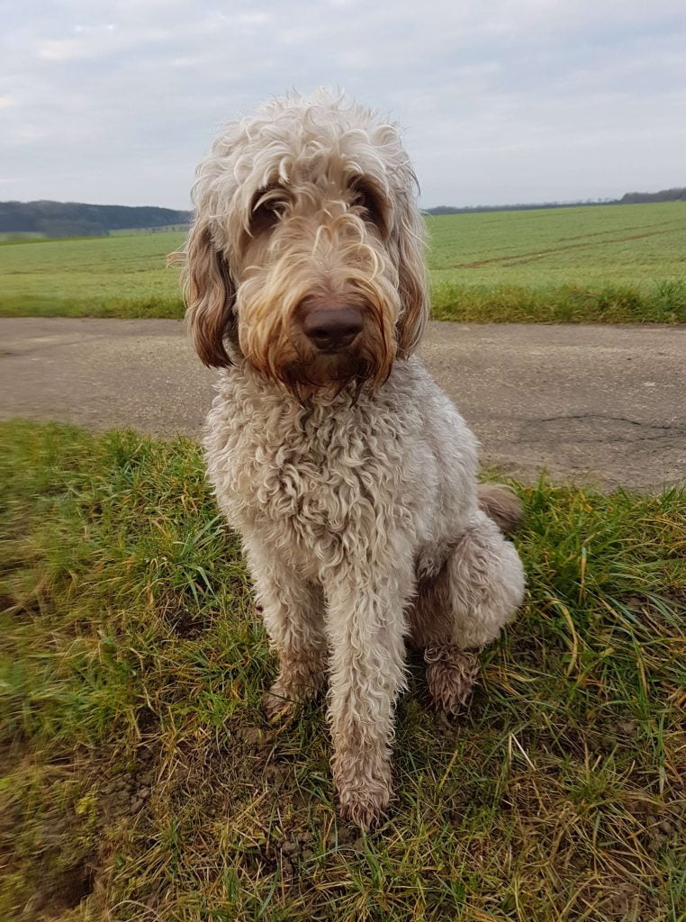 Bonnie Bärenhund Fliessem