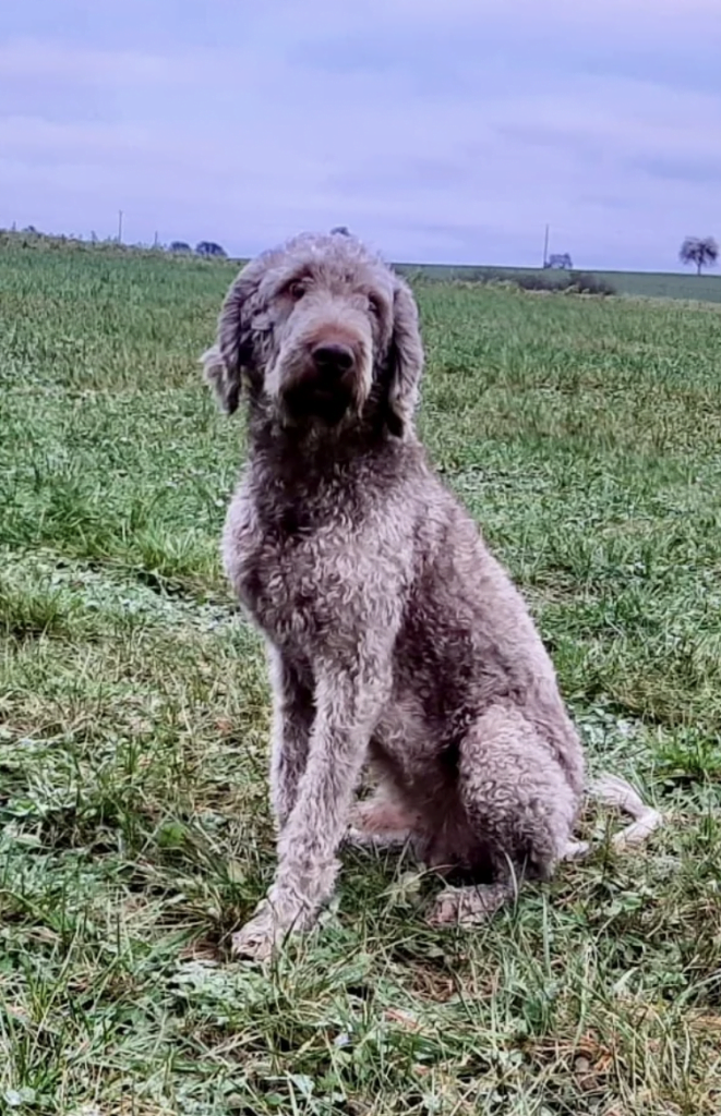 Bradie Bärenhund Fliessem